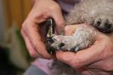 GRIFFES - CANICHE 023
